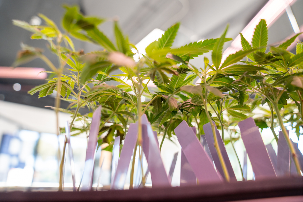 Learn how to grown your own clones at home.